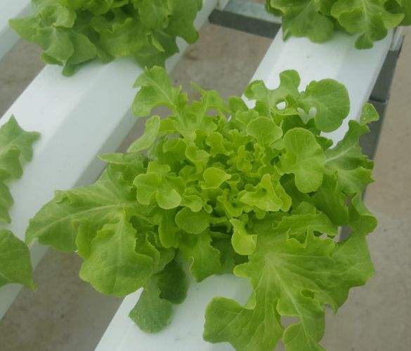 Green oakleaf xà lách sồi xanh