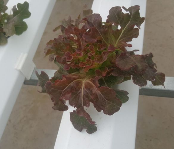 Red oakleaf xà lách sồi đỏ