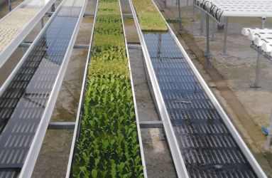 Hệ thống thủy canh