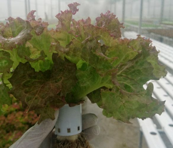 Xà lách LoLo Đỏ