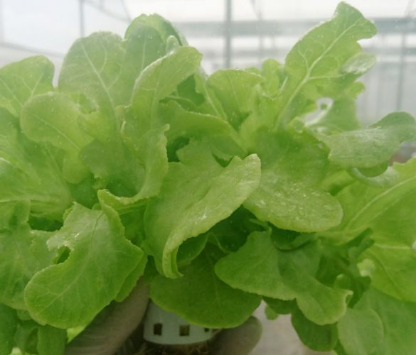 Xà lách Sồi Xanh